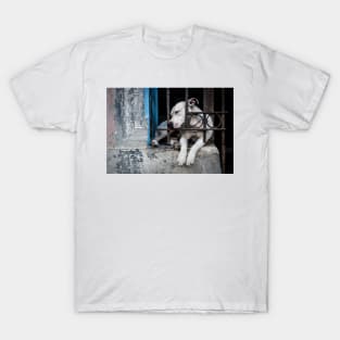 Sleeping dog T-Shirt